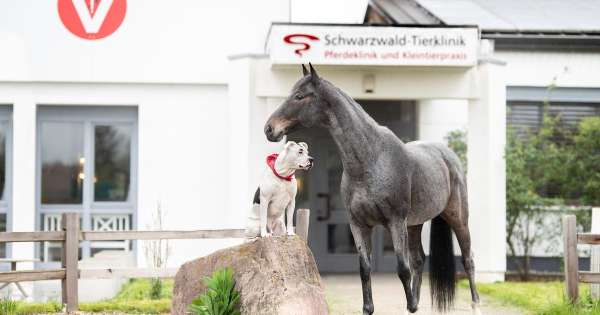 Schwarzwald Tierklinik GmbH