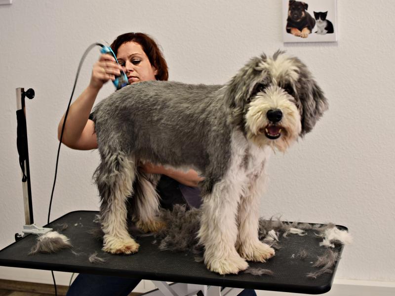 Janine Dittmann Hundesalon