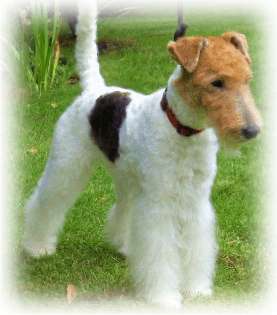 Hundesalon Michelsdorf Hundesalon