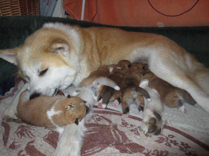 Tierarztpraxis Annette Metschies, spez. Kleintiere u. Pferde Termine nach tel. Vereinbarung