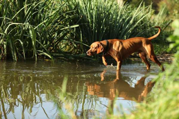 Hundeschule Tiertraining