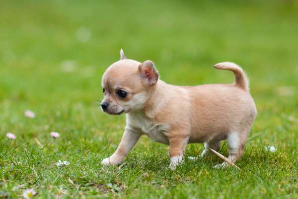 Chihuahua Kennel Chihuahua Zucht aus Rheinland-Pfalz