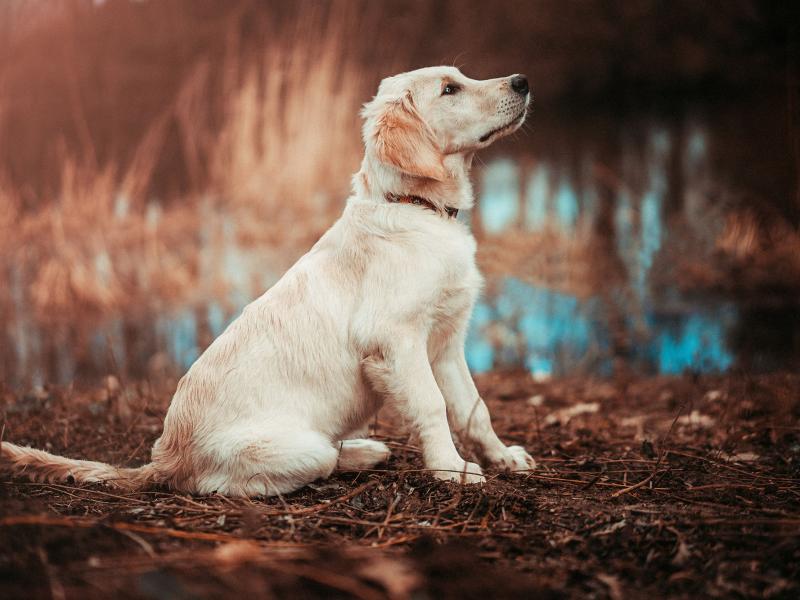 Pfotenglanz Inh. Claudia Ellerhoff Hundesalon