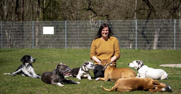 EinBraverHund - mobiles Hundetraining