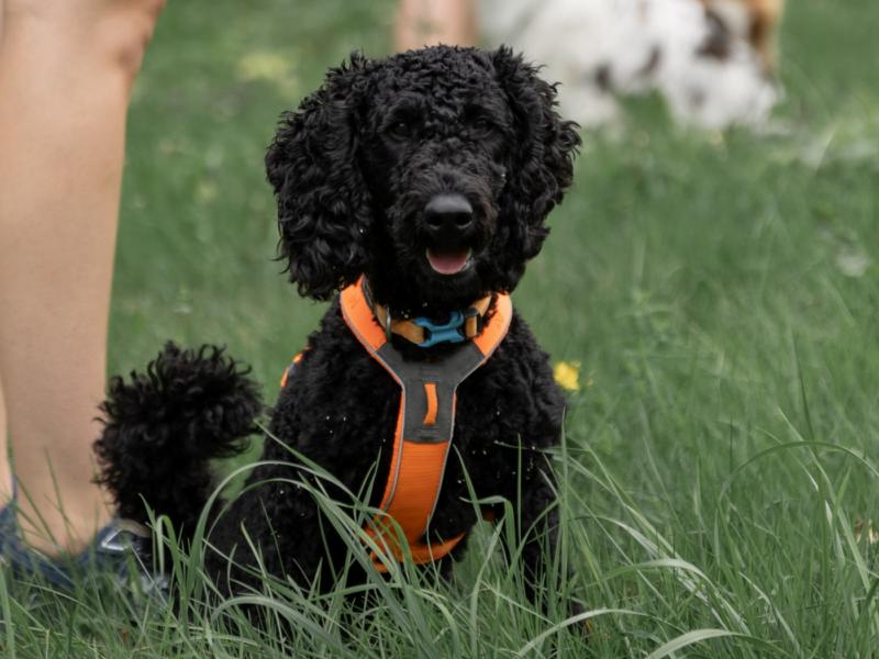 Hundeschule Pfoten-Friends Passau Jenny Ritt