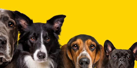 Antje Zitzlaff Tierpsychologin Schwerpunkt Hunde/Hundepsychologie Hunde-Verhaltensberatung & Hundetraining