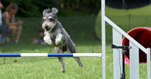 Hundesportverein Marktoberdorf e.V.
