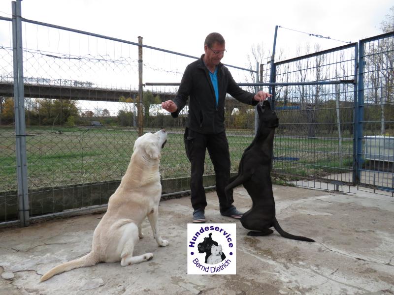 Hundepension u. Hundeservice Dietrich Bernd