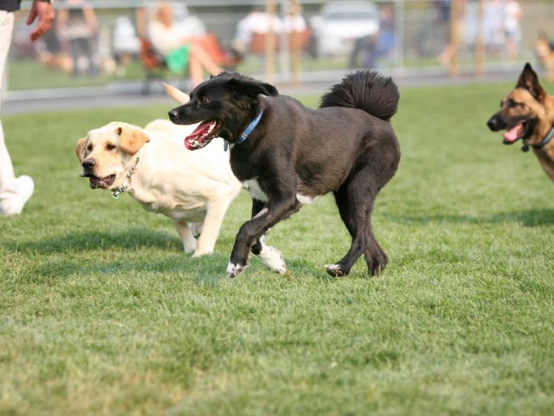 Hundeschule CityDogs