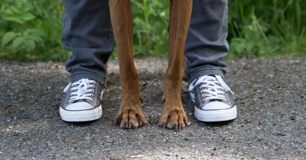 Hund & Du im Alltag