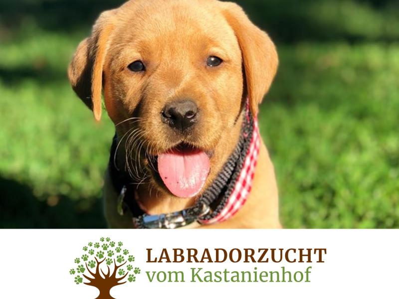 Labradorzucht vom Kastanienhof