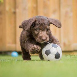 Stephanie Jesse Jesse Hundezucht