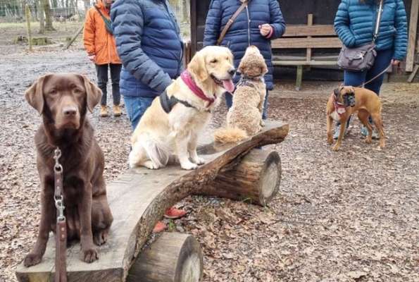 Mobile Hundeschule Speyer