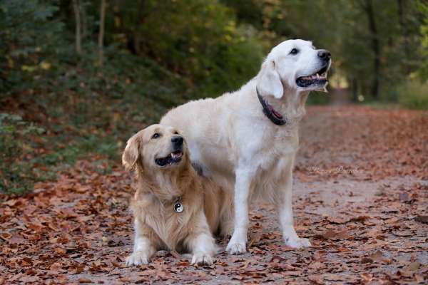 Hundeschule Ruhrpottdogs