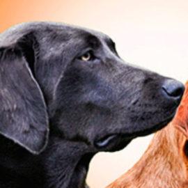  | Ein gutes Feuer wÃ¤rmt den KÃ¶rper…     ….ein guter Hund wÃ¤rmt die Seele!