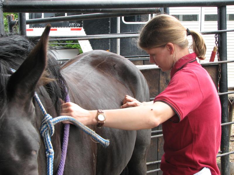 Dr. med. vet. Susanne Koch Tierarztpraxis für Akupunktur