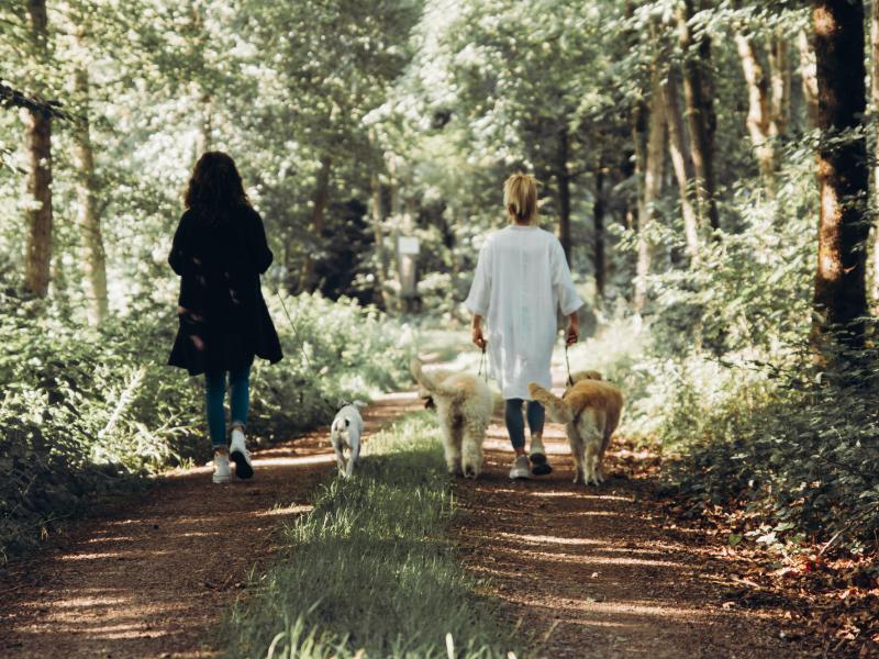 Hundefriseursalon Schnauzbart trifft Schnipp & Schön