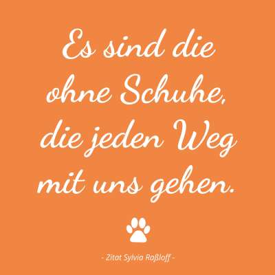 Freundeskreis Notfellchen e.V.