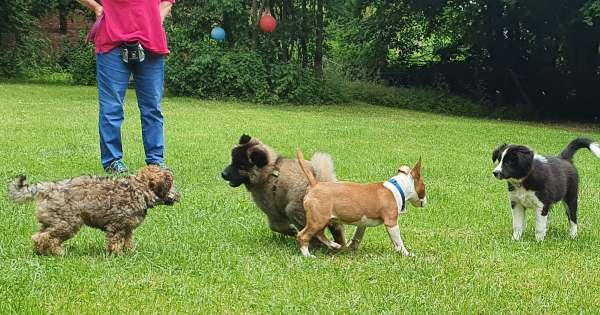Hundeschule Liane Vettori