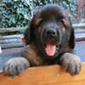 Leonberger vom Spieler Hof ® & Verein zur Förderung des Leonberger Rassehundes Titz