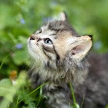 Minou Cornils, Tierheilpraktikerin, Vier Pfoten Tierheilpraxis