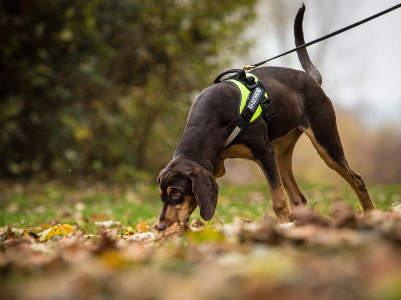 Eva Fuhrmann Hundetrainer