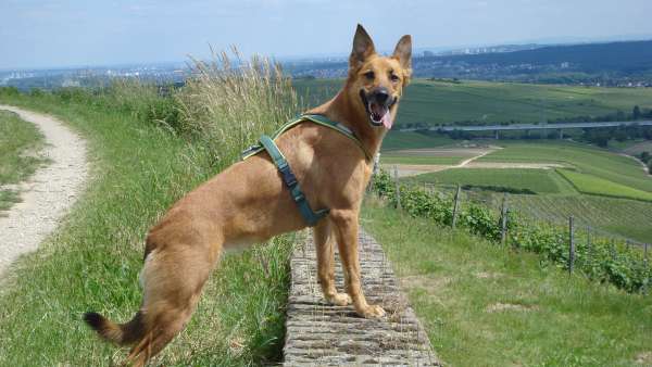 Hundetrainerin Sabrina Plote