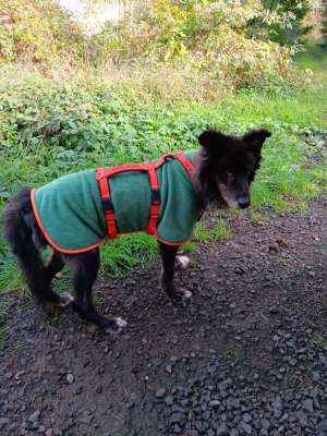 CANI ITALIANI e. V.