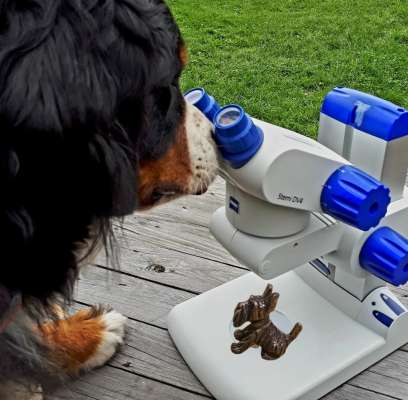 Hounds & Dogs - Hundeschule und Betreuung