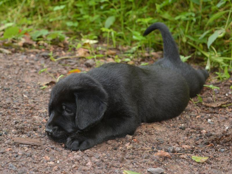 Labradorzucht vom Tor zum Pfälzer Wald