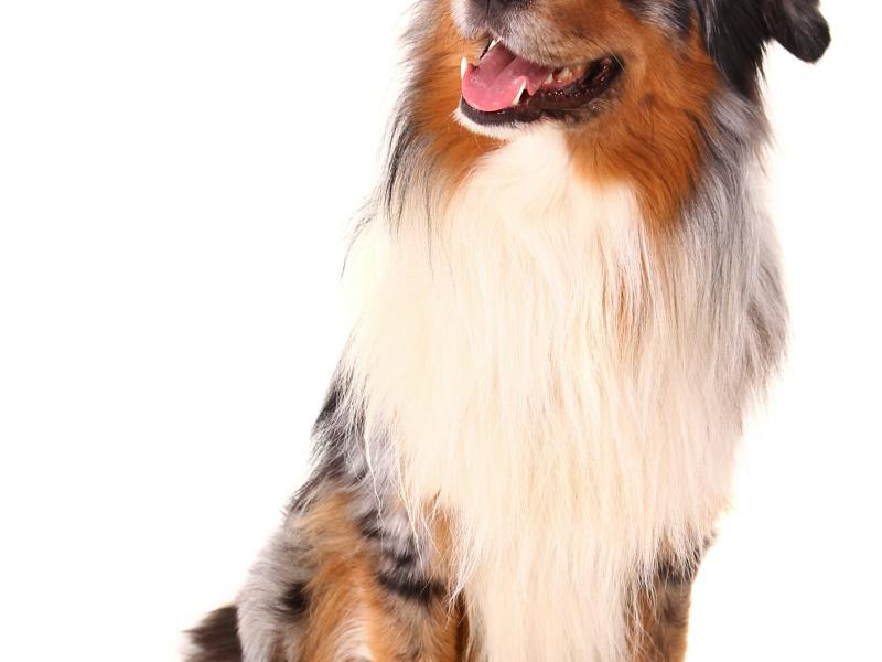 Hundesportverein e.V. ( HSV )