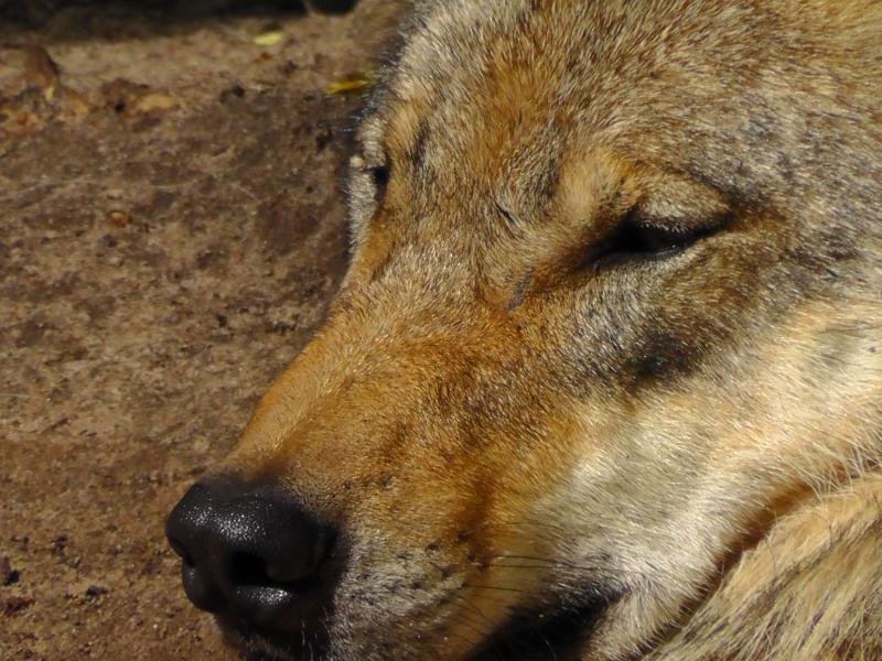 Zeit für Hund