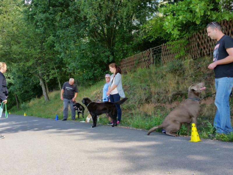 Hundeschule und Tierpension 4 bunte Pfoten