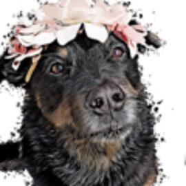 Hundesalon Tierisch schön Ehingen