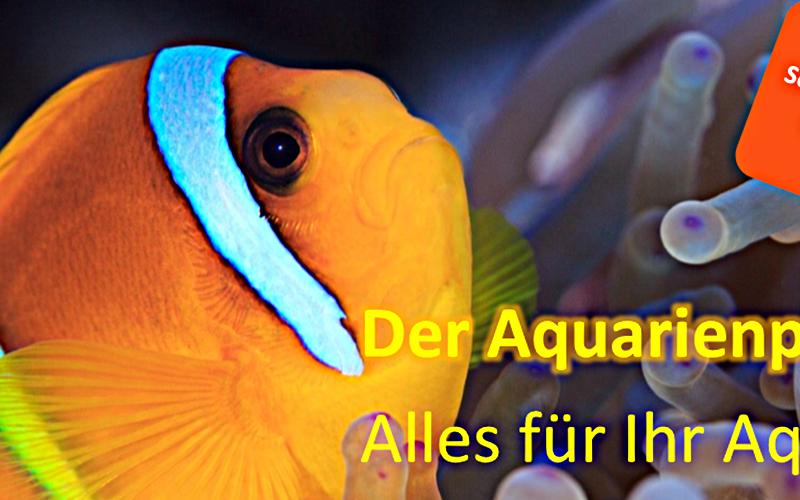Martin Heetfeld Aquarienservice