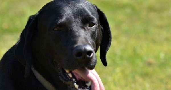 Jessi`s Hunde(halter)schule Aus Liebe zum Hund