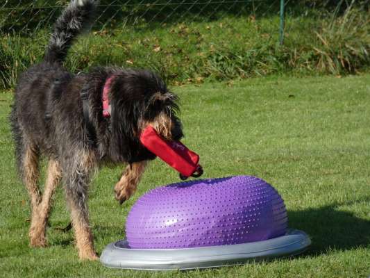 Hundeschule cool Dogs