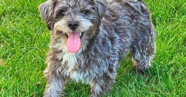 Hundepension Janicher