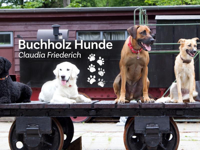 Hundeschule Buchholz Hunde