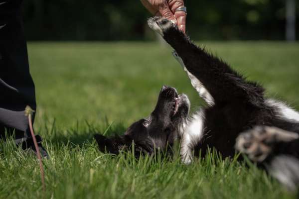 Vier-Pfoten Hundeschule Beatrix Bruns