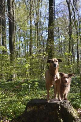 Lena Lemp Hundezentrum Miteinander