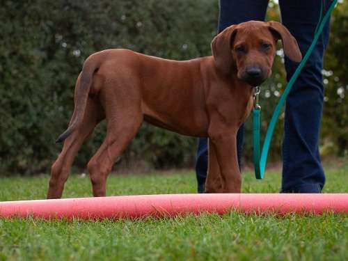 Verein der Hundefreunde Iptingen e.V.