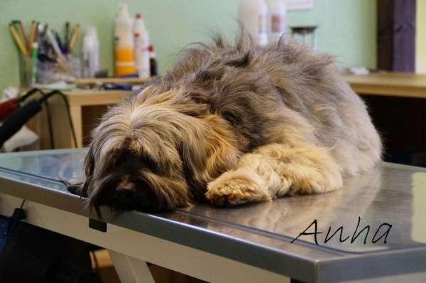 Dogs Inside Hundesalon