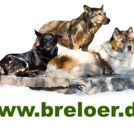 Nicole Breloer Hundeschule & Hundepension