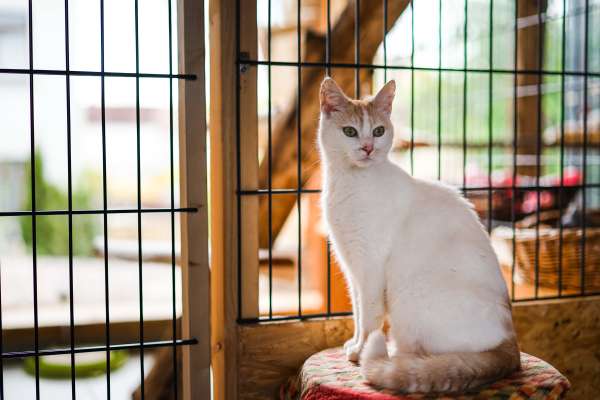 Henry Voigt Katzenpension Mäuseloch