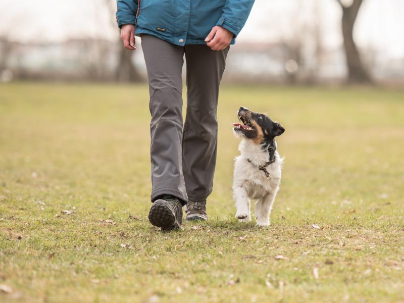 Hundeschule Cordts