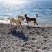 Ursula Fauter Hundeschule
