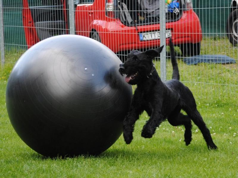 Hundeschule ProHund