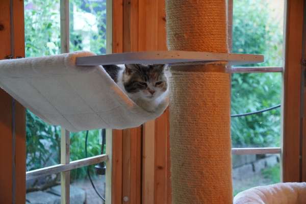 Katzenpension himmlisch-betreut