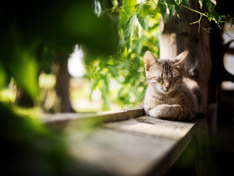 Katzenpension himmlisch-betreut